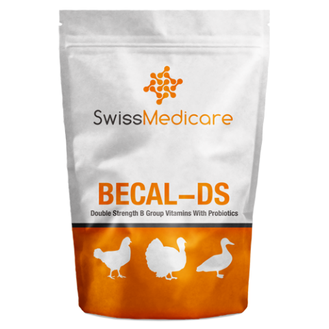 BECAL-DS